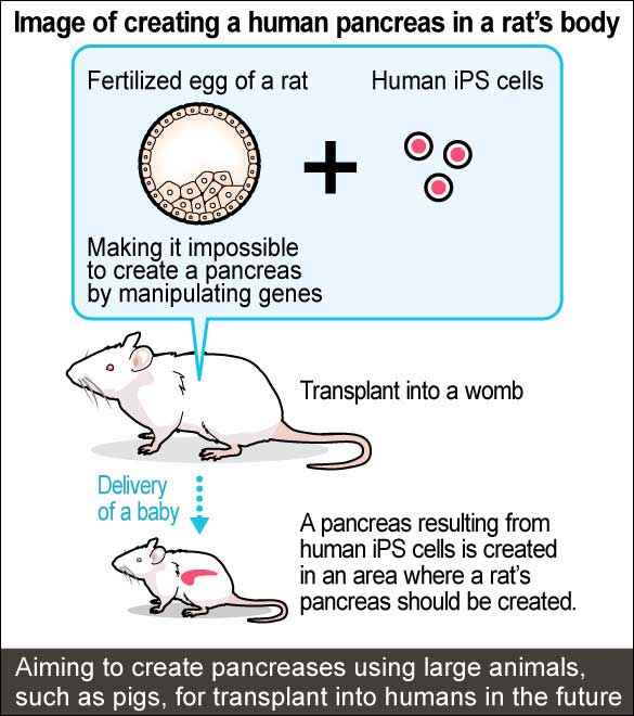 hibridacion humanos ratas