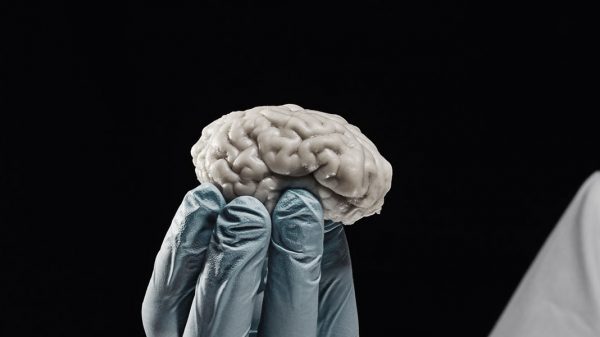 vida cerebro