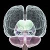 El hemisferio derecho del cerebro