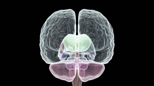 El hemisferio derecho del cerebro