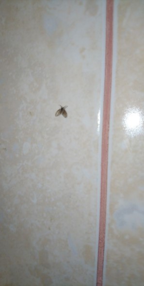 Una mosca que pica la Tifilis en un baño
