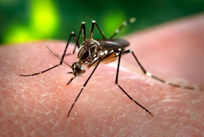 El Aedes Albopictus es un vector de muchos patógenos virales, el virus de la fiebre amarilla, el dengue, el chikungunya y el zika.