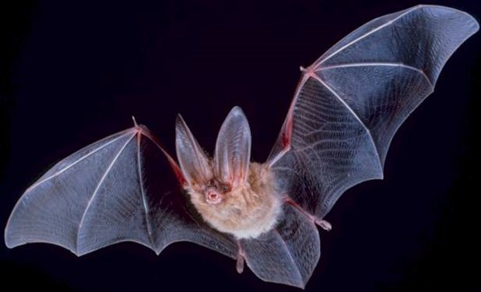 221 murciélagos fueron eutanasiados en el Centro Lugar con fines de investigación en 2014.