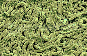 Bacillus thuringiensis.