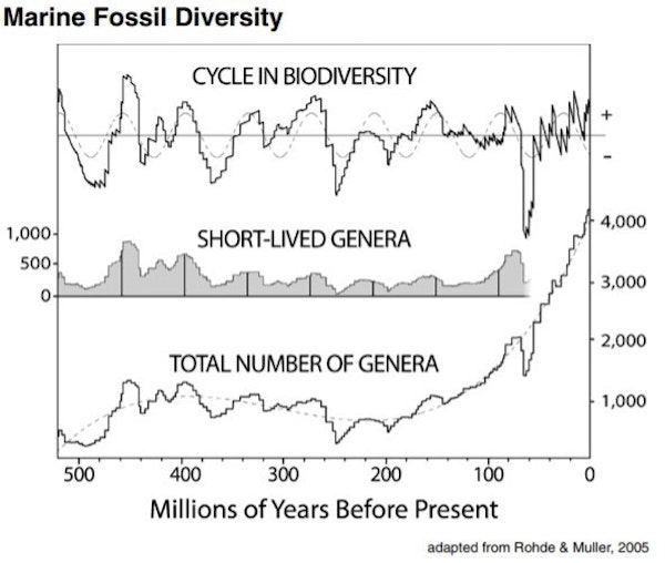 marine fossil diversity