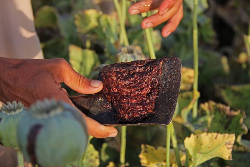 Un agricultor afgano recoge opio crudo de las plantas de adormidera en su campo en Chaparhar, Afganistán. Nisar Ahmad | AP.