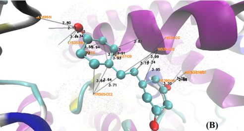 Representación gráfica del acoplamiento molecular de RESVERATROL a la proteína de la espiga, interrumpiendo así su entrada en las células. Fuente: Journal Biomolecular Structure & Dynamics, Volumen 39, nº 9, página 3225, 2021.