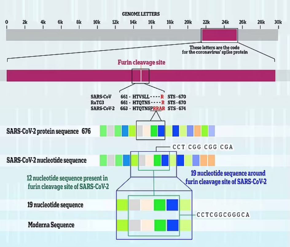 El SARS-CoV-2, causante del Covid, lleva toda la información necesaria para su propagación en unas 30.000 letras de código genético, conocido como ARN. El virus comparte una secuencia de 19 letras específicas con una sección genética propiedad de Moderna. Doce de las letras compartidas conforman la estructura del sitio de escisión de la furina del Covid, y el resto coincide con nucleótidos de una parte cercana del genoma.