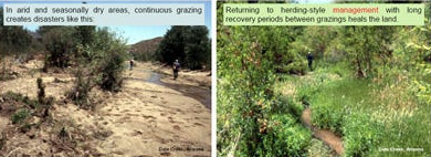 Comparación del pastoreo continuo de rebaños a la izquierda frente a la vuelta a la gestión al estilo de pastoreo a la derecha en Arizona, Estados Unidos.